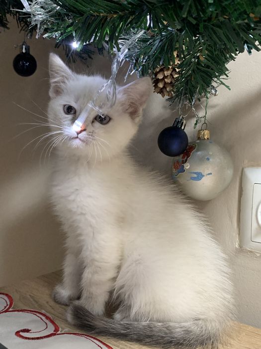 Віддам кошенят в добрі руки