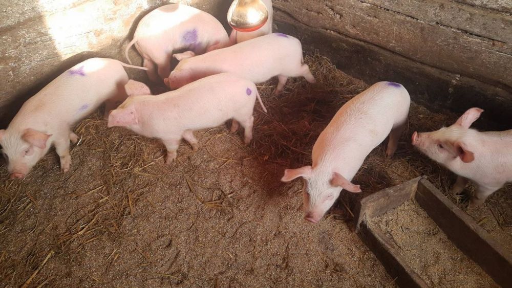 Поросята мясного напрямку