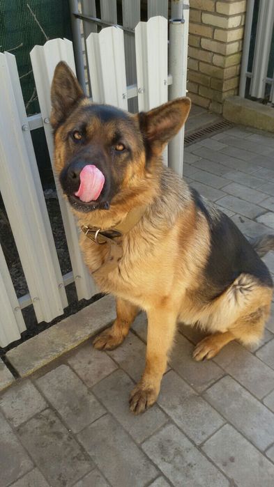 Вязка немецкой овчарки