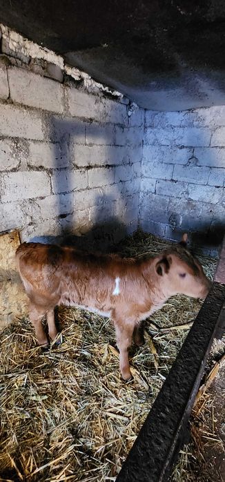 Продам теличку народжена 26.01.26