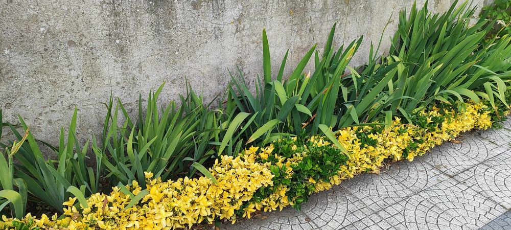 Bolbos de lírios (brancos , roxos e amarelos)