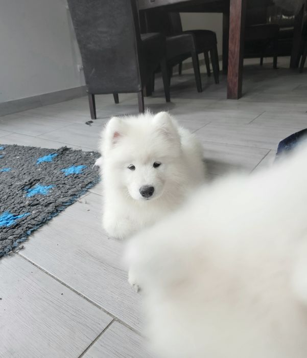 Samoyed samojed doskonały rodowód ZKwP FCI