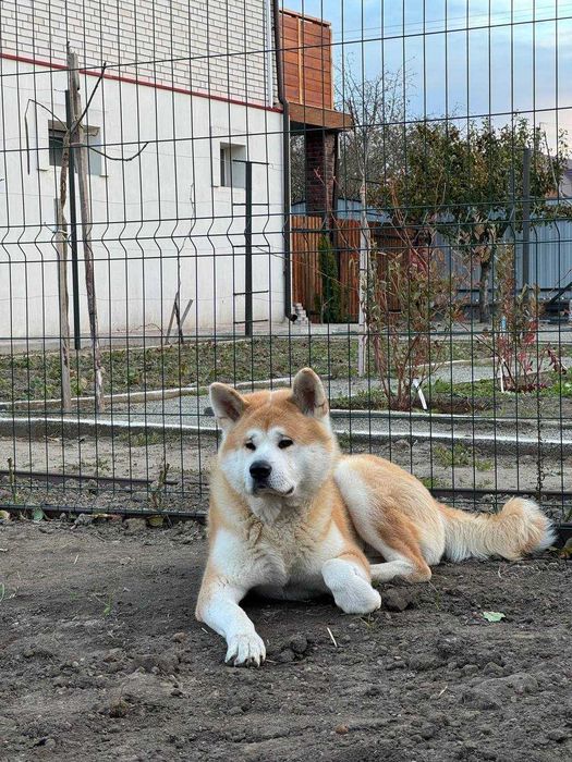 Кобель акіта іну для в’язки