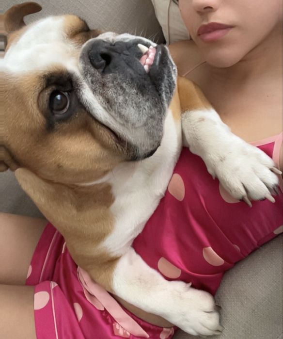 Bulldog Inglês -  Com LOP