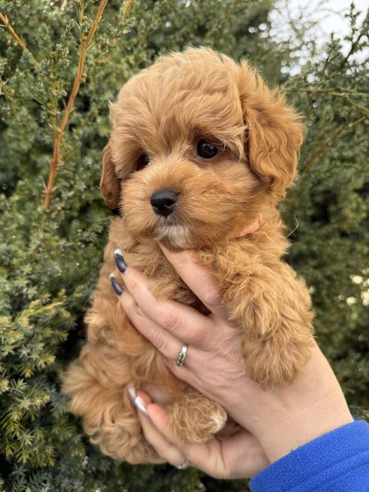 Дівчинка мальтіпу .