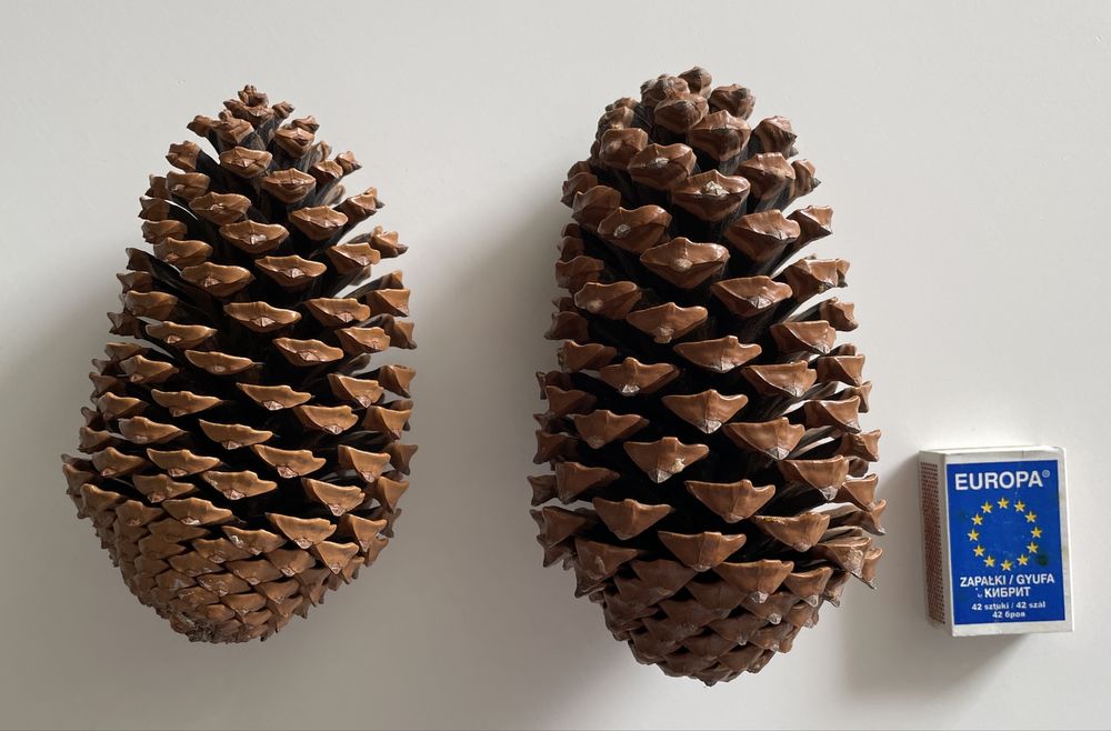 Duże naturalne szyszki dekoracyjne 9 sztuk