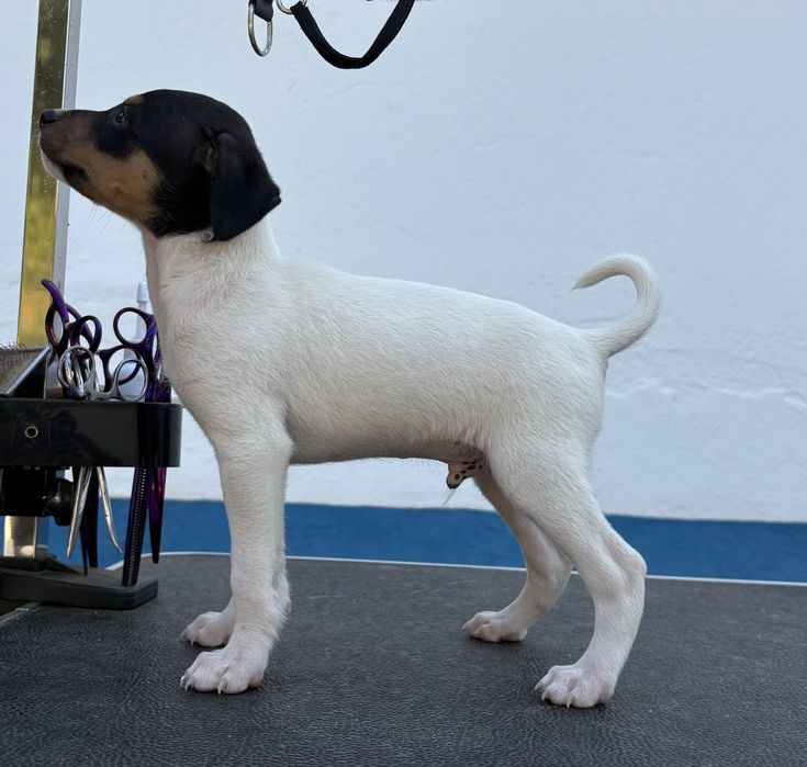 Ratonero Bodeguero Andaluz c/Pedigree