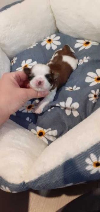 Śliczny piesek shih tzu.