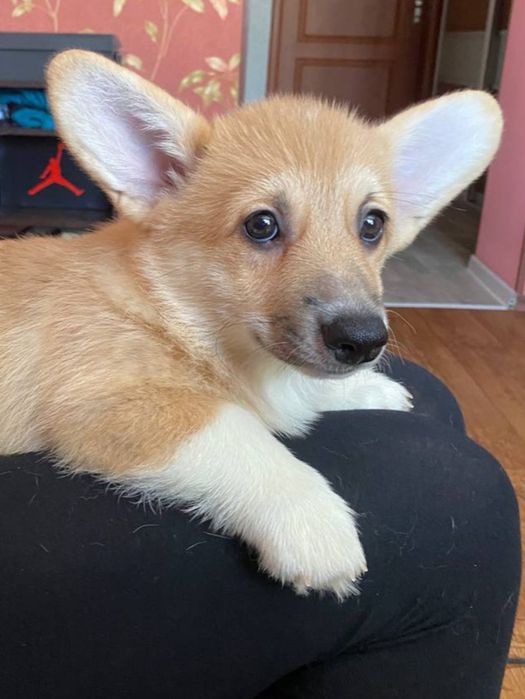 Дівчинка вельш коргі пемброк