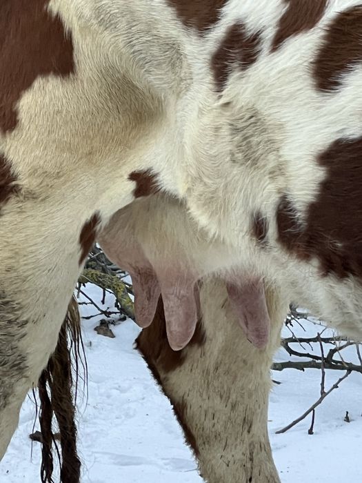 Продам корову за другим глибоко тильну
