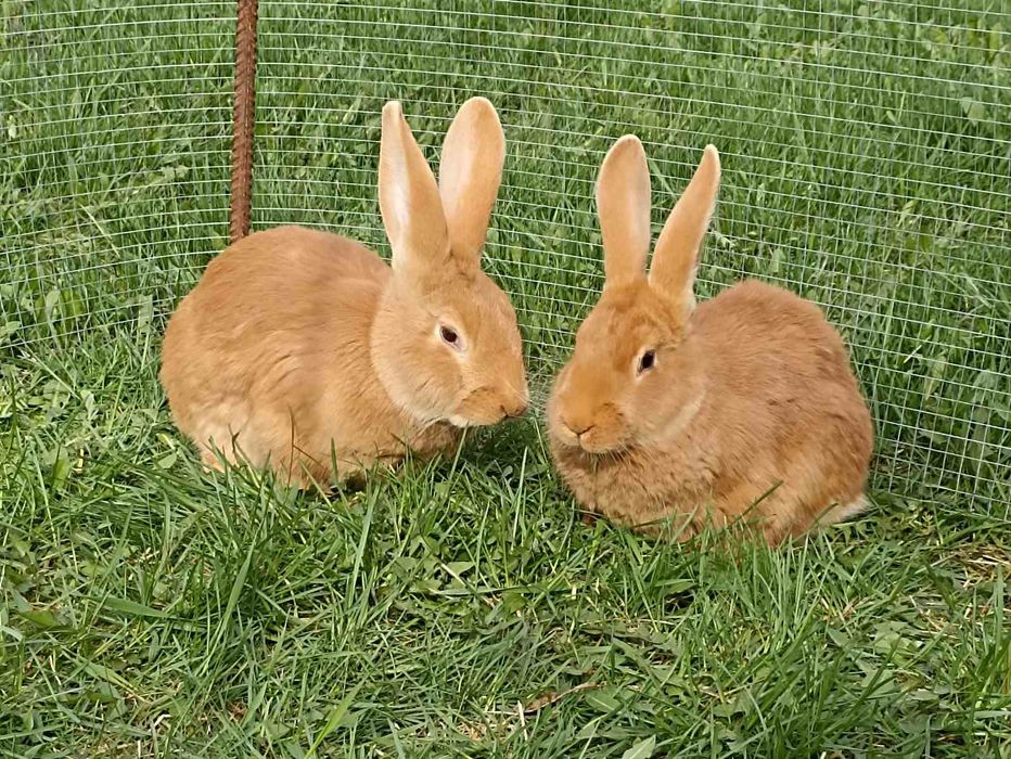 Кролик, кролики, кролі, бургундія