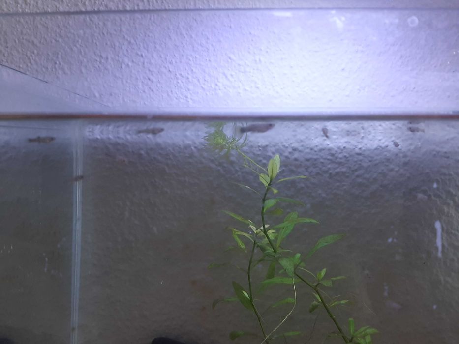 guppys bebés amarelo florescente