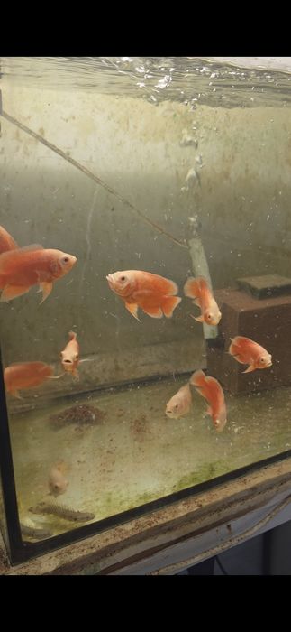 Vendo oscares ,tigre ,red bronze, tigre albino ,red chili