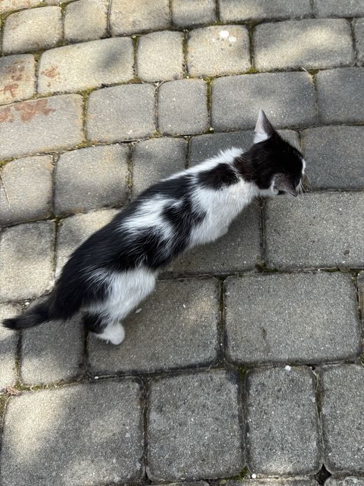 Kocięta szukają nowego domu