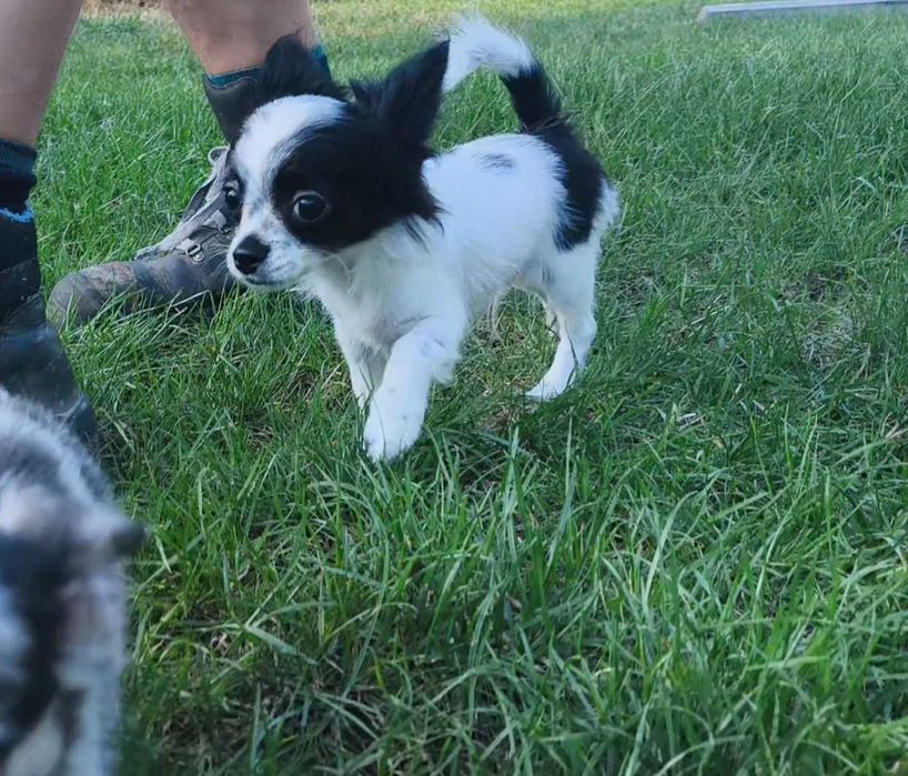 Chihuahua długowłosy chłopiec.