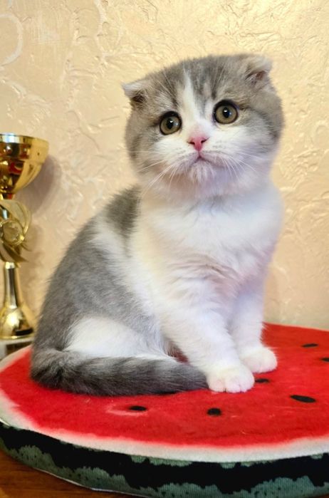 Шотландский вислоухий котёнок девочка