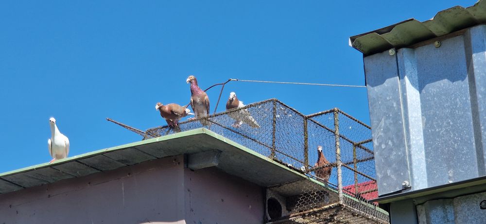 Gołebie Rzeszowskie