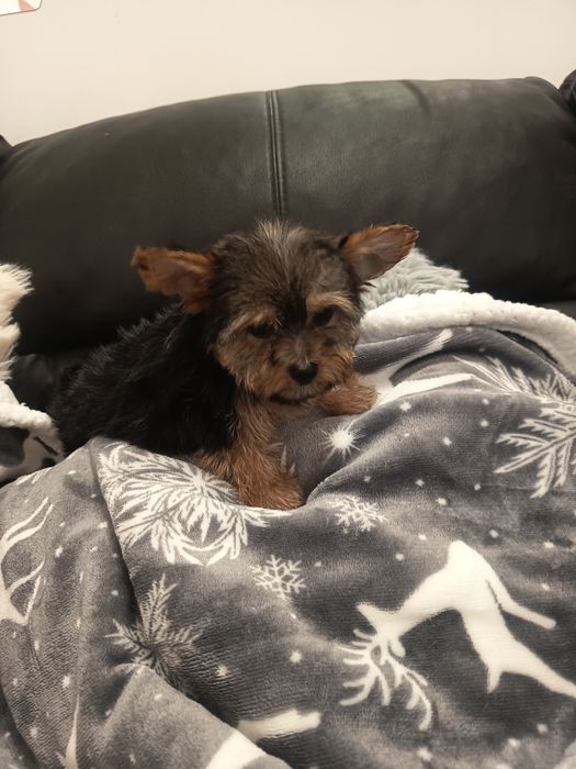Yorkshire Terrier miniatura fêmea lindíssima, vacinada e desparasitada