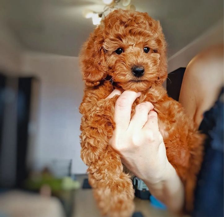 Солодкнька карамелька ТойПуделішка