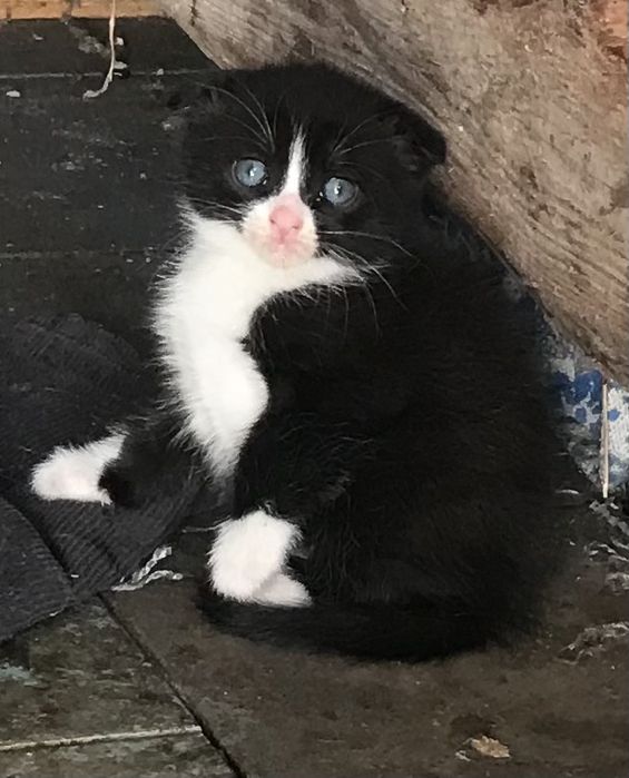 Продаються британські кошенята