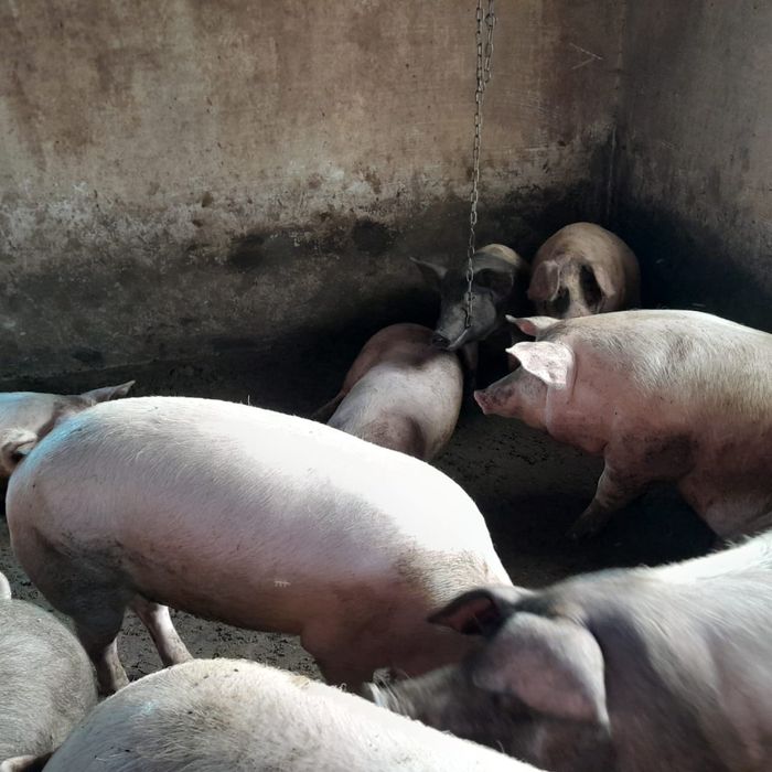 Продам свині великі м' ясні по 100 грн за кг.