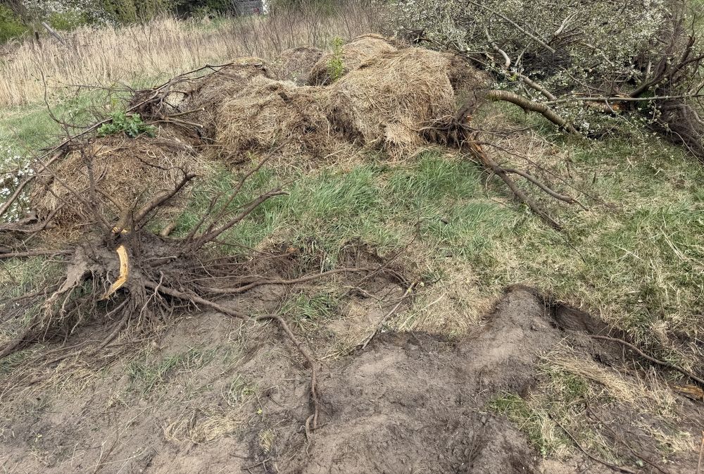 Oddam drzewa po wycince, Biała Podlaska