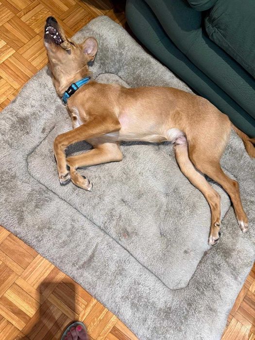 Bebe de 1 ano para adoção