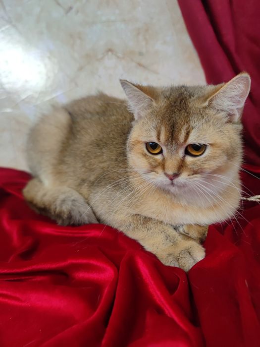 Маленький левеня, золота шиншила 5 міс
