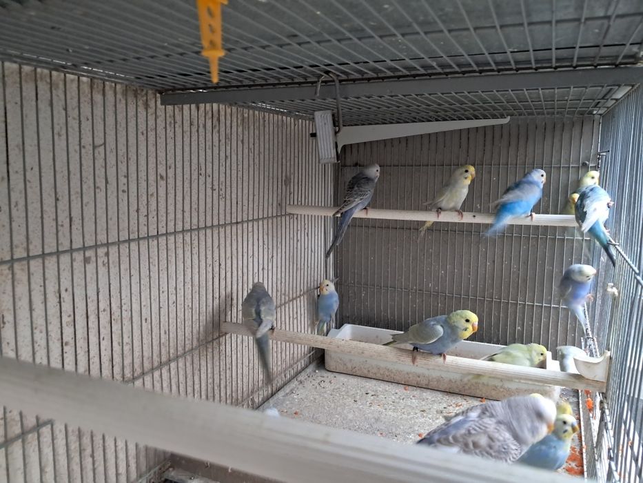 Piriquitos australianos arco íris