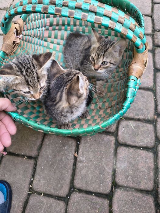 Koty kociaki kotki