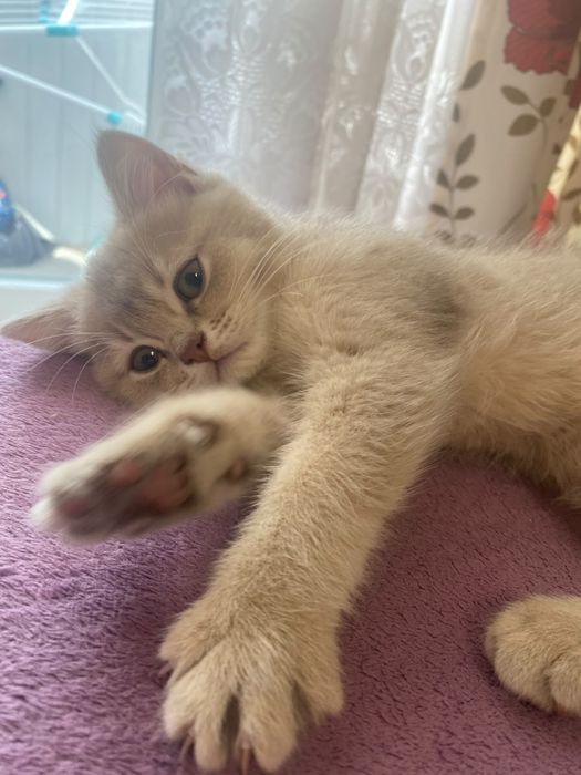 Котик шотландський прямовухий