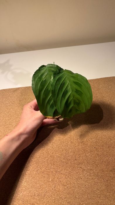 Mudas de Maranta Leuconeura