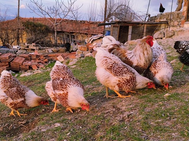 Яйце інкубаційне. Віандот: блакитне золото, біле золото,срібло.Курчата