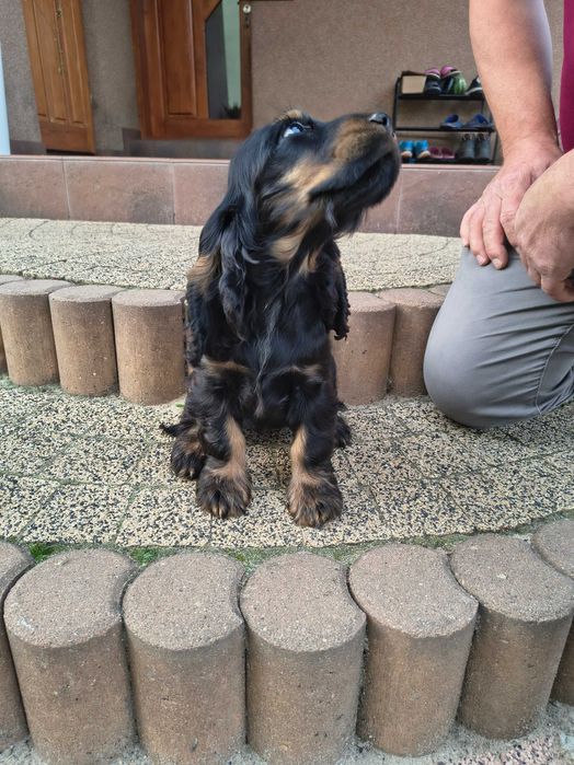 cocker spaniel angielski suczka