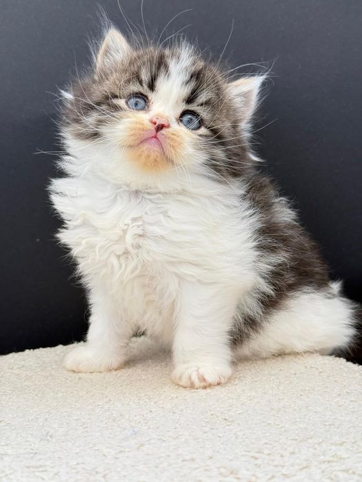 Femea scottish bicolor