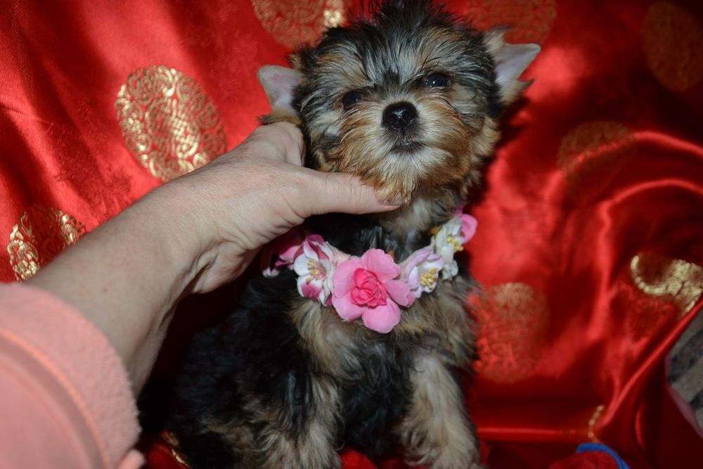 Дівчинка красунечка!