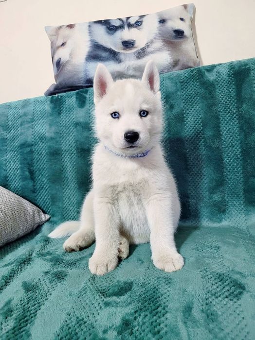 Siberian Husky niebieskooki po InterChampionach zkwp fci Siberian Husk