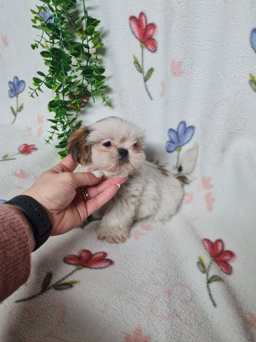 Excelente menino Shitzu/ Shih-Tzu de Qualidade