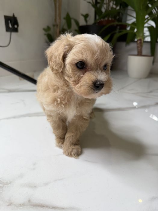 Malutki piesek maltipoo