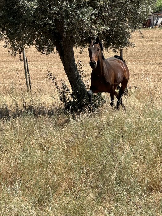 Cavalo com 6 anos Castrado