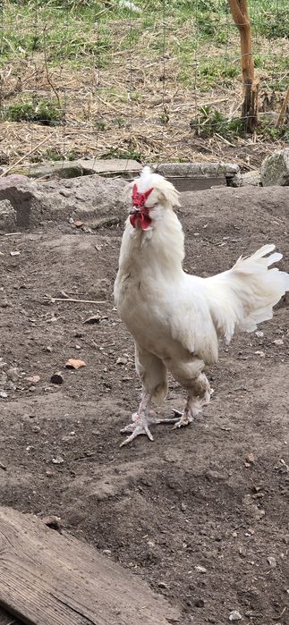 Kogut, sułtan, 10 miesięcy