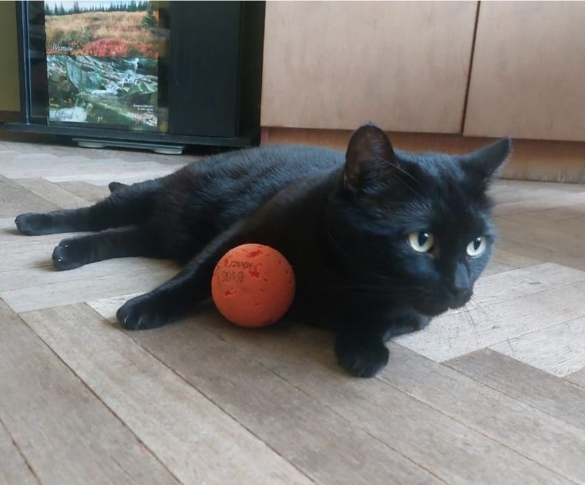 Котик чорний Бєня в добрі ручки