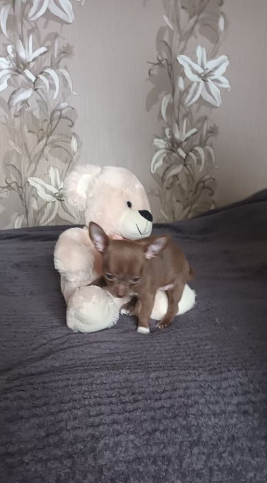 Chihuahua krótkowłosa