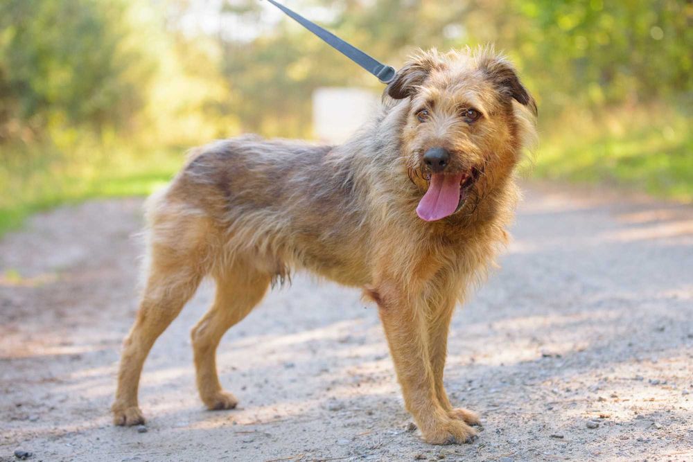 Dostojny Makesh w typie terriera szuka domu