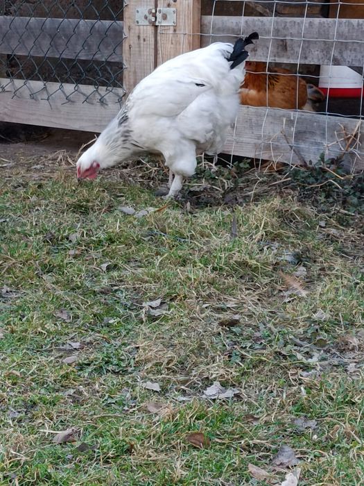 Koguty brahma polecam.