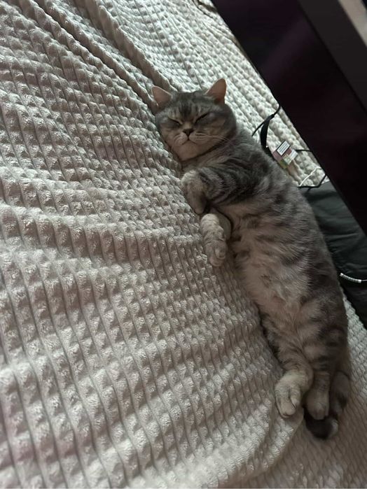 Котик потребує родини