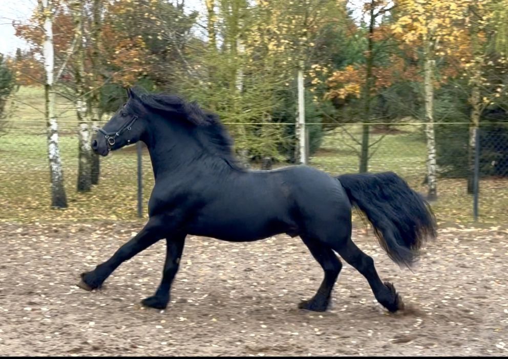 Ogier Fryzyjski - zaprzegany, przyjął siodło