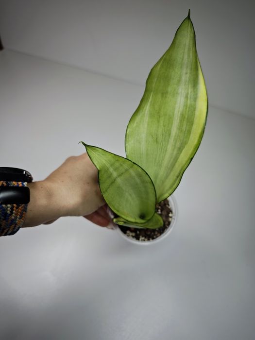 WYPRZEDAŻ. Sansevieria Moonshine variegata