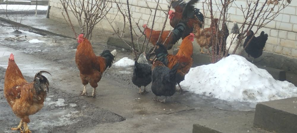 Молоді   півники