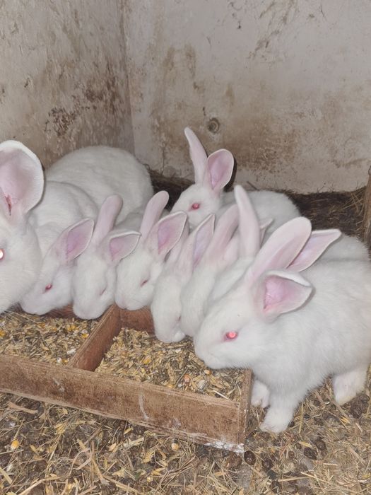 Kroliki termuckie i kalifornijskie